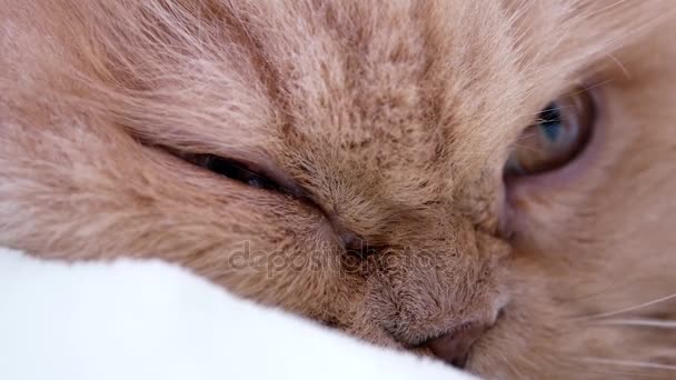 Makró Perzsa macska álmos arc — Stock videók