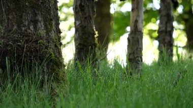 Güzel görüntü güneş rüzgar ağacı yeşil üfleme yoluyla hareket bırakır