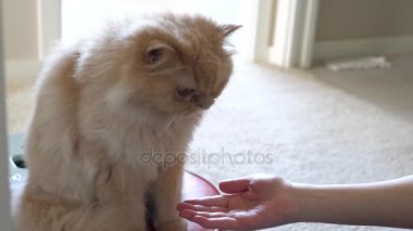 Farsça insanlarla el sallayarak ve saç fırçası Yapıştır yeme kedi