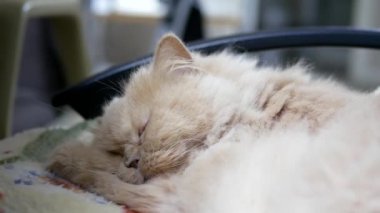 Farsça kedi sandalye üzerinde uyku hareket 