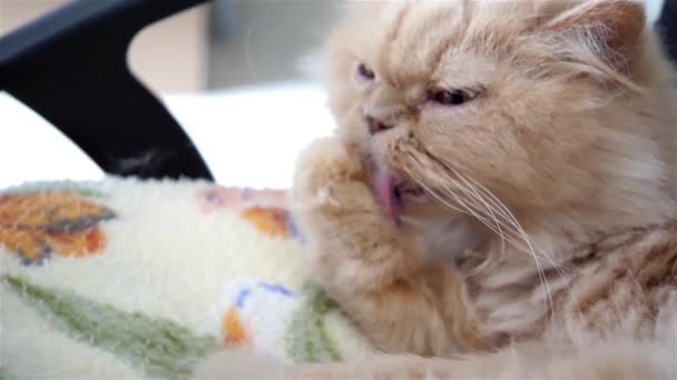 Movimiento lento de gato persa limpiando su palma en la silla — Vídeos de Stock