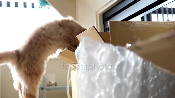 Movimiento lento del gato persa saltando en una caja con luz trasera sobre exposición blanca — Vídeos de Stock