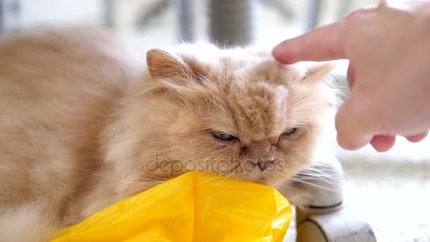 Zeitlupe des Mannes berührt persische Katze auf dem Boden — Stockvideo