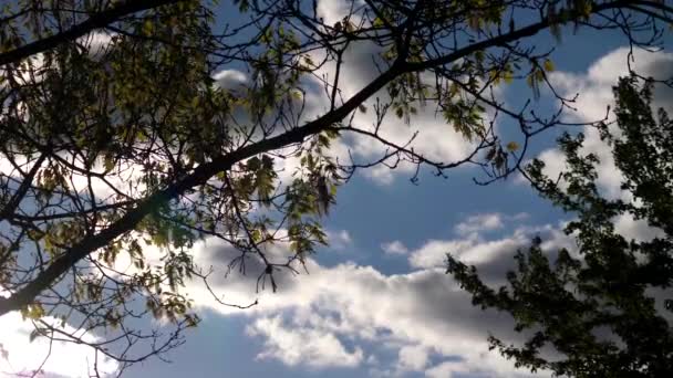 Bewegung des Blasens auf grünen Blättern des Windbaums — Stockvideo