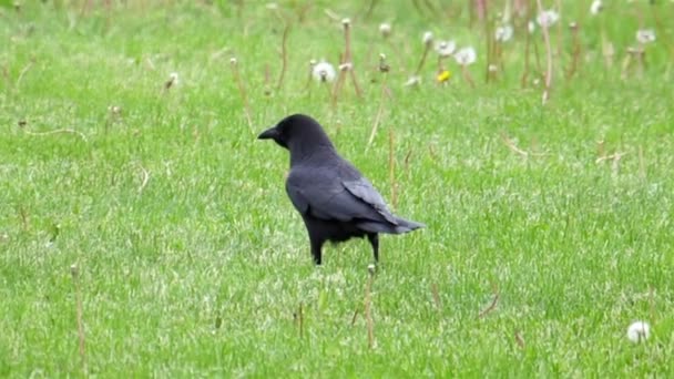 Slow motion van crow wandelen in groen gras — Stockvideo