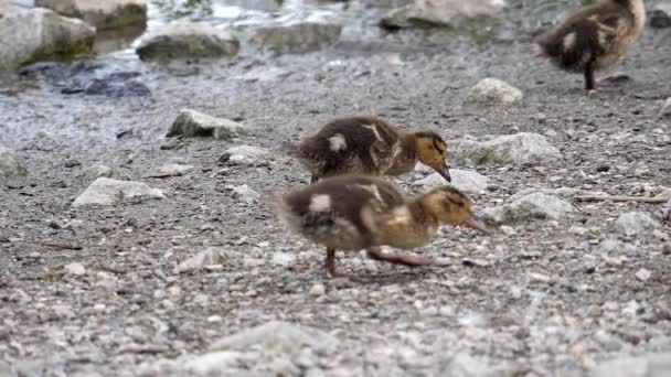 Zwolnionym tempie baby pisklęta gęsie, znalezienie jedzenia w parku — Wideo stockowe