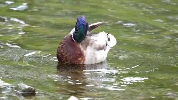 Медленное движение канадского гуся, плавающего по озеру — стоковое видео
