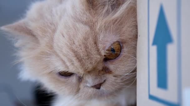 Cerca de gato persa oliendo caja con cara divertida — Vídeo de stock
