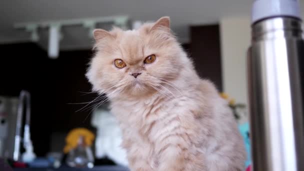 Gato persa sentado en el ordenador y jugando con la gente — Vídeos de Stock