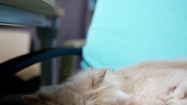 Farsça kedi sandalye üzerinde uyku atış eğimli