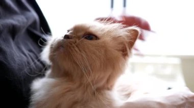Hareket Farsça kedi kadınla tarafından beyaz pozlama arka ışık okşadı