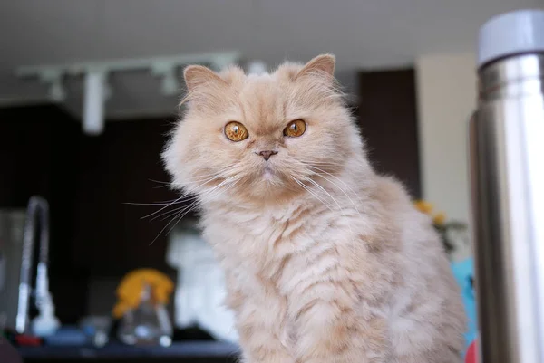 Perzsa macska bámulta kamera asztalra — Stock Fotó