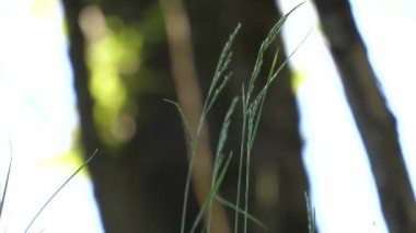 Pan çekim güzel güneş rüzgar yeşil ağaç yaprakları üzerinde üfleme ile bulanıklık 