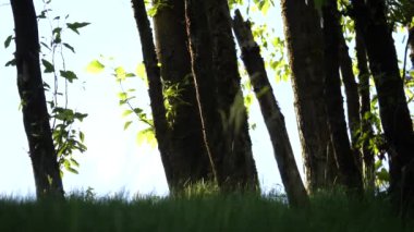 Pan çekim güzel güneş rüzgar yeşil ağaç yaprakları üzerinde üfleme ile bulanıklık 