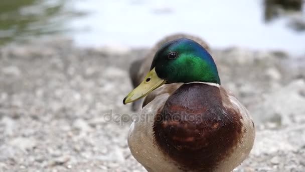 Bewegung von Ente und Gans beim Säubern ihres Körpers in der Nähe des Sees — Stockvideo