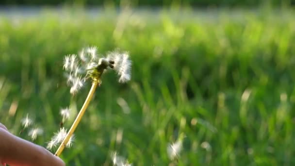 Repülő pitypang magok a Slow motion blur zöld fű háttér — Stock videók