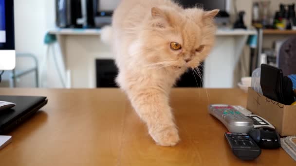 Zwolnionym tempie Perski kot skacze na stole — Wideo stockowe
