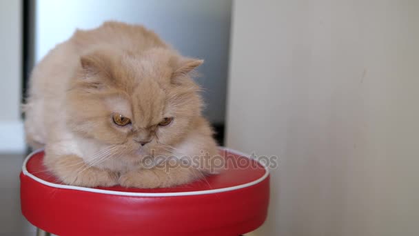 Ruchu kot Perski wpatrując się i bawić ludzi na krzesło — Wideo stockowe