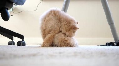 Farsça kedi yakından yıkar ve pençe masanın altına yalıyor