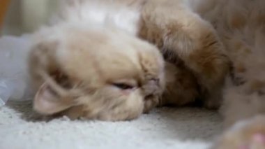 Farsça kedi komik surat katta hareket 