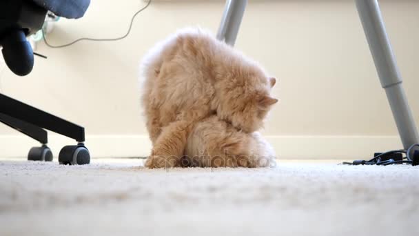 Närbild av persisk katt tvättar och slickar tass under bord — Stockvideo