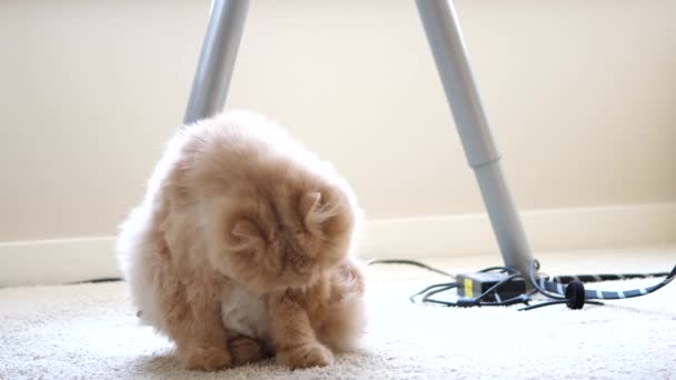 Bliska Perski kot myje i liże łapy pod stołem — Wideo stockowe