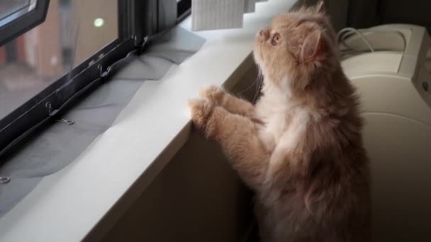 Motion of persian cat climbing and looking through window at home — Stock Video