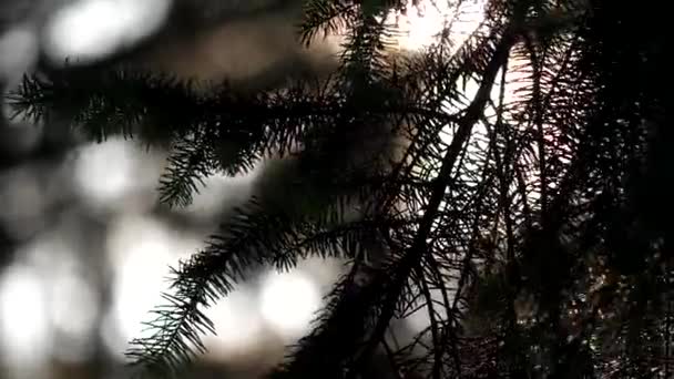 Rörelse av vacker oskärpa solen skina genom blåsande på lämnar — Stockvideo