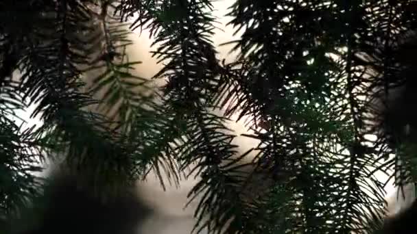 Mouvement de beau soleil flou briller à travers le souffle sur les feuilles — Video