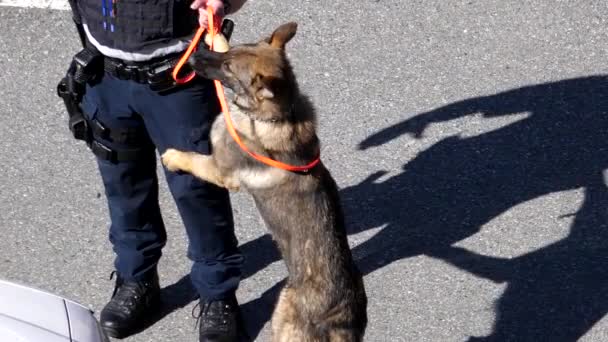 Slow motion politieagenten opleiding zijn politiehond — Stockvideo