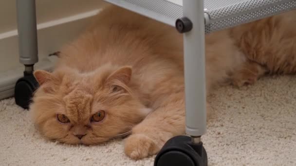 Pohyb legrační obličej perská kočka na podlaze — Stock video