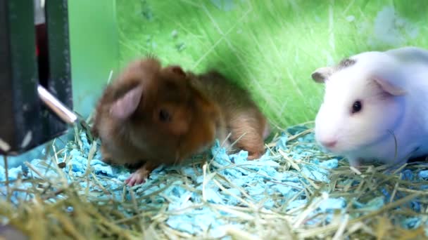 Bewegung lustiger Meerschweinchen im Käfig im Petsmart-Laden — Stockvideo