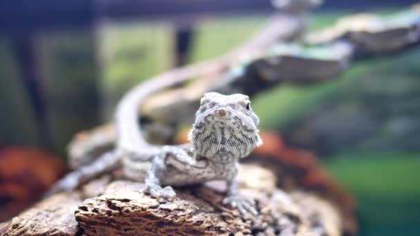 Grappige bebaarde draak in kooi binnen petsmart opslaan — Stockvideo