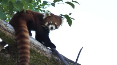 Red panda hareket insanlar ağaç üzerinde izliyor
