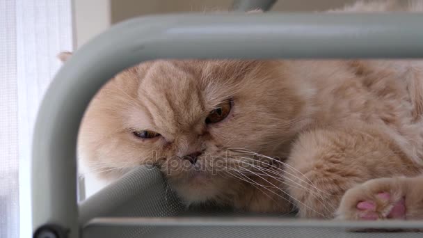 Движение сонной персидской кошки лежащей на тележке с едой — стоковое видео