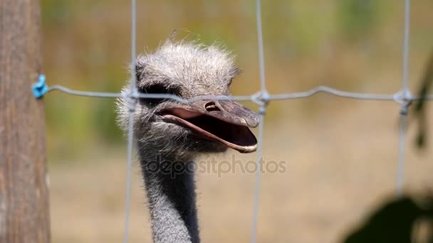 Рух дитячого страуса спостерігає за людьми всередині ферми — стокове відео