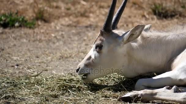 Movimiento lento de la cimitarra oryx cuernos comer alimentos dentro de una granja — Vídeos de Stock