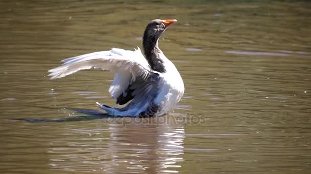 Медленное движение лебедей, моющих и трясущихся в пруду — стоковое видео