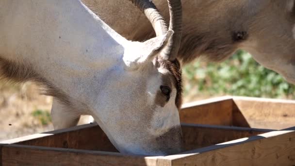 Movimiento lento de la cimitarra oryx cuernos comer alimentos dentro de una granja — Vídeos de Stock