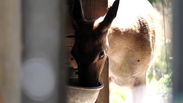 Движение оленей, поедающих пищу в зоопарке — стоковое видео