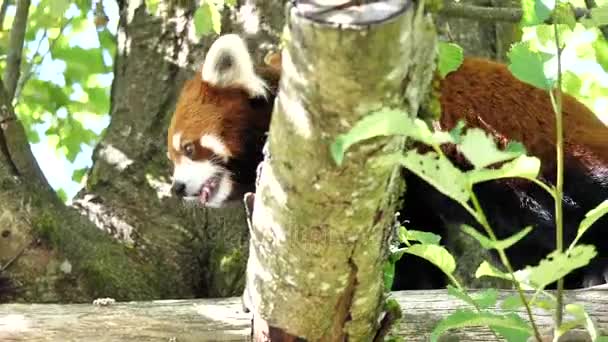 Movimento de panda vermelha está andando sobre a árvore — Vídeo de Stock