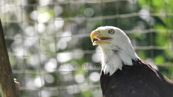 Vista de cerca de una cabeza móvil de águila con fondo de naturaleza verde borroso — Vídeo de stock