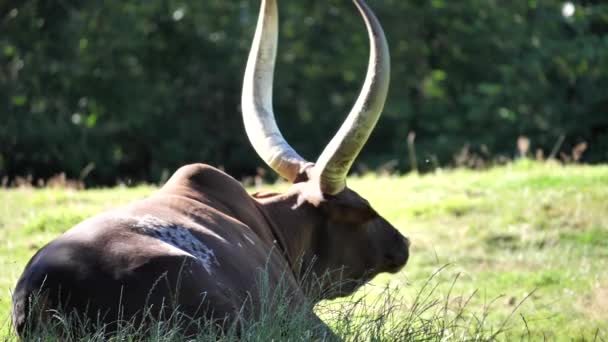 Slow motion van ankole vee liggen op graslanden en schudt hoofd naar station mug weg — Stockvideo