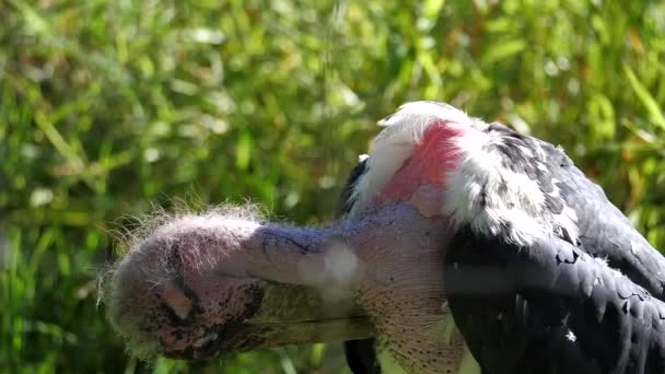 Slow motion of marabou stork cleaning her body in the zoo — Stock Video