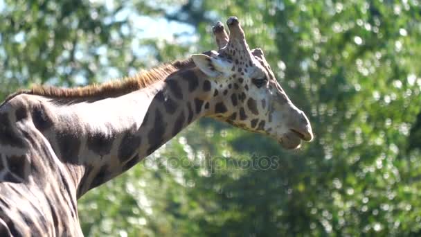Zár megjelöl kilátás a zsiráf rágás levél blur zöld természet háttérrel — Stock videók