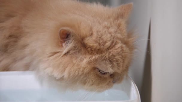 Медленное движение персидской кошки питьевой воды дома — стоковое видео
