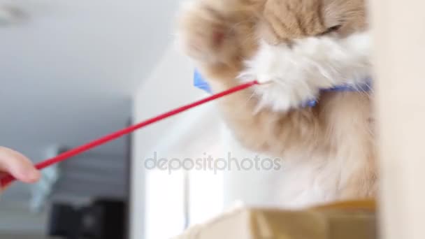 Рух персидського кота ховається за коробкою і грає в іграшку з людьми — стокове відео