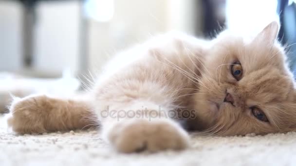 Motion of persian cat lie down on the floor — Stock Video