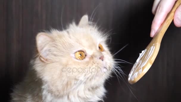 Slow motion van vrouw voederen haarbal pasta voor de kat — Stockvideo