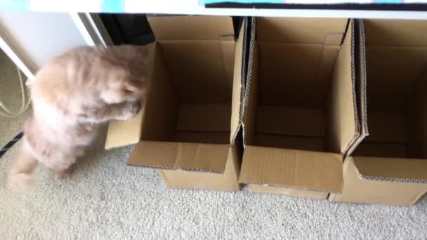运动的波斯猫跳箱在家里 — 图库视频影像